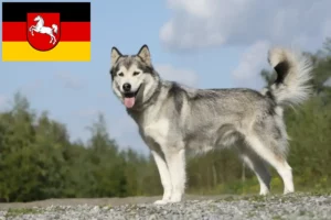 Mehr über den Artikel erfahren Husky Züchter und Welpen in Niedersachsen