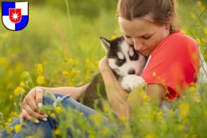 Mehr über den Artikel erfahren Husky Züchter und Welpen in Norderstedt