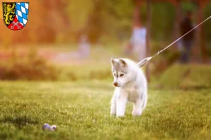 Mehr über den Artikel erfahren Husky Züchter und Welpen in der Oberpfalz