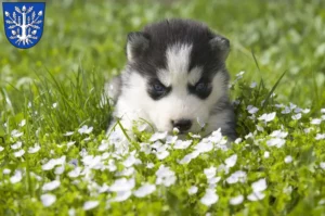 Mehr über den Artikel erfahren Husky Züchter und Welpen in Offenbach am Main