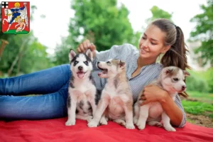 Mehr über den Artikel erfahren Husky Züchter und Welpen in Olpe