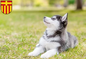 Mehr über den Artikel erfahren Husky Züchter und Welpen in Paderborn