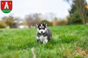 Mehr über den Artikel erfahren Husky Züchter und Welpen in Pinneberg