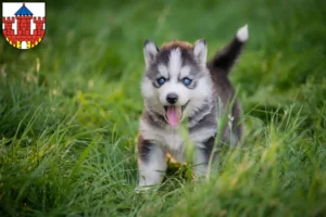 Mehr über den Artikel erfahren Husky Züchter und Welpen in Ratzeburg