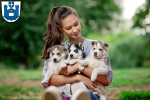 Mehr über den Artikel erfahren Husky Züchter und Welpen in Ravensburg