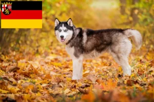 Mehr über den Artikel erfahren Husky Züchter und Welpen in Rheinland-Pfalz