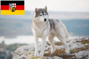 Mehr über den Artikel erfahren Husky Züchter und Welpen im Saarland