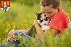 Mehr über den Artikel erfahren Husky Züchter und Welpen in Salzgitter