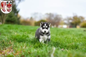 Mehr über den Artikel erfahren Husky Züchter und Welpen in Salzwedel