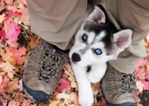 Mehr über den Artikel erfahren Husky Züchter und Welpen im Schwarzwald