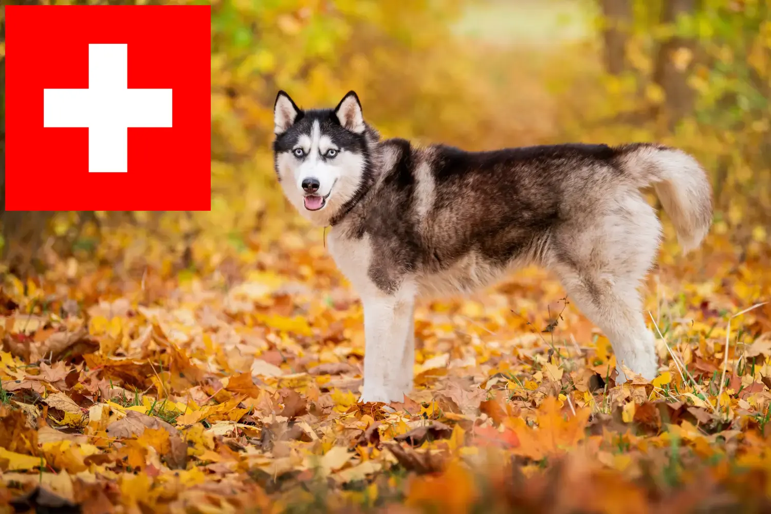 Mehr über den Artikel erfahren Husky Züchter und Welpen in der Schweiz