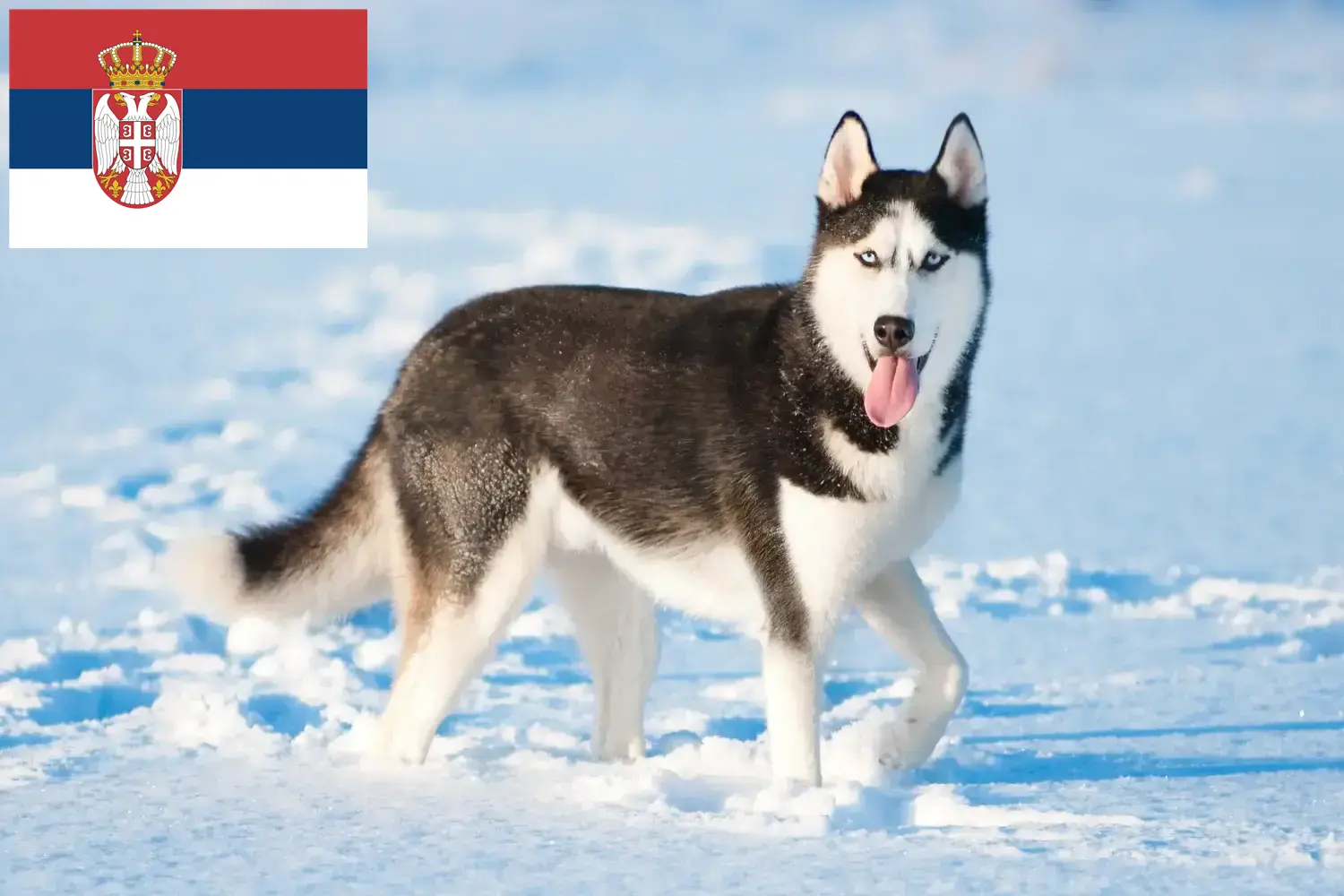 Mehr über den Artikel erfahren Husky Züchter und Welpen in Serbien