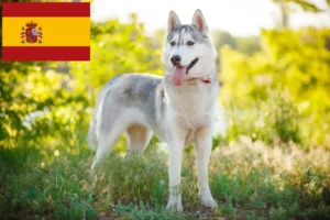 Mehr über den Artikel erfahren Husky Züchter und Welpen in Spanien