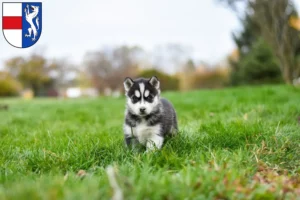 Mehr über den Artikel erfahren Husky Züchter und Welpen in St. Pölten