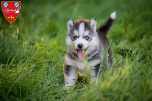 Mehr über den Artikel erfahren Husky Züchter und Welpen in Straubing