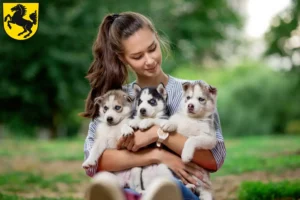 Mehr über den Artikel erfahren Husky Züchter und Welpen in Stuttgart