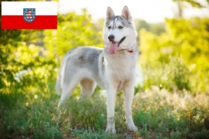 Mehr über den Artikel erfahren Husky Züchter und Welpen in Thüringen