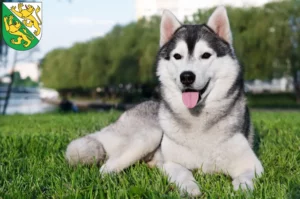 Mehr über den Artikel erfahren Husky Züchter und Welpen in Thurgau