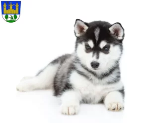 Mehr über den Artikel erfahren Husky Züchter und Welpen in Tirschenreuth