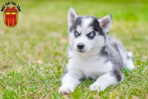 Mehr über den Artikel erfahren Husky Züchter und Welpen in Tübingen