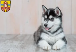 Mehr über den Artikel erfahren Husky Züchter und Welpen in der Uckermark