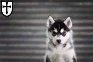 Mehr über den Artikel erfahren Husky Züchter und Welpen in Verden (Aller)