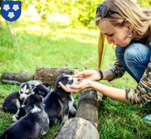 Mehr über den Artikel erfahren Husky Züchter und Welpen in Viersen