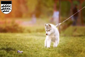 Mehr über den Artikel erfahren Husky Züchter und Welpen in Waiblingen