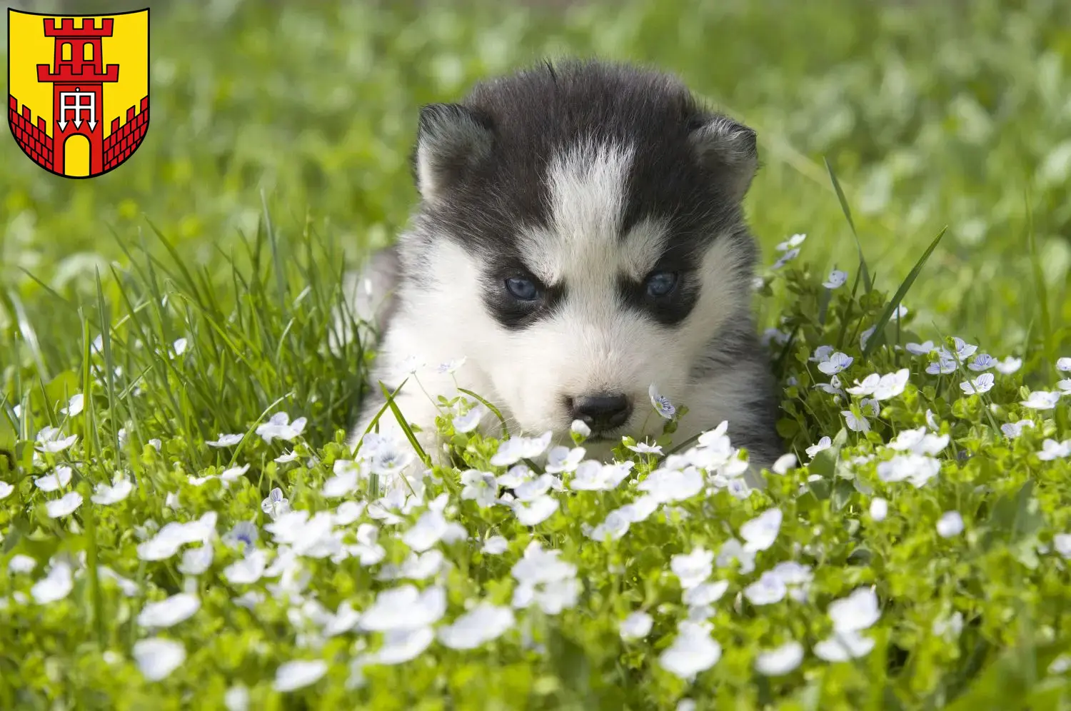 Mehr über den Artikel erfahren Husky Züchter und Welpen in Warendorf