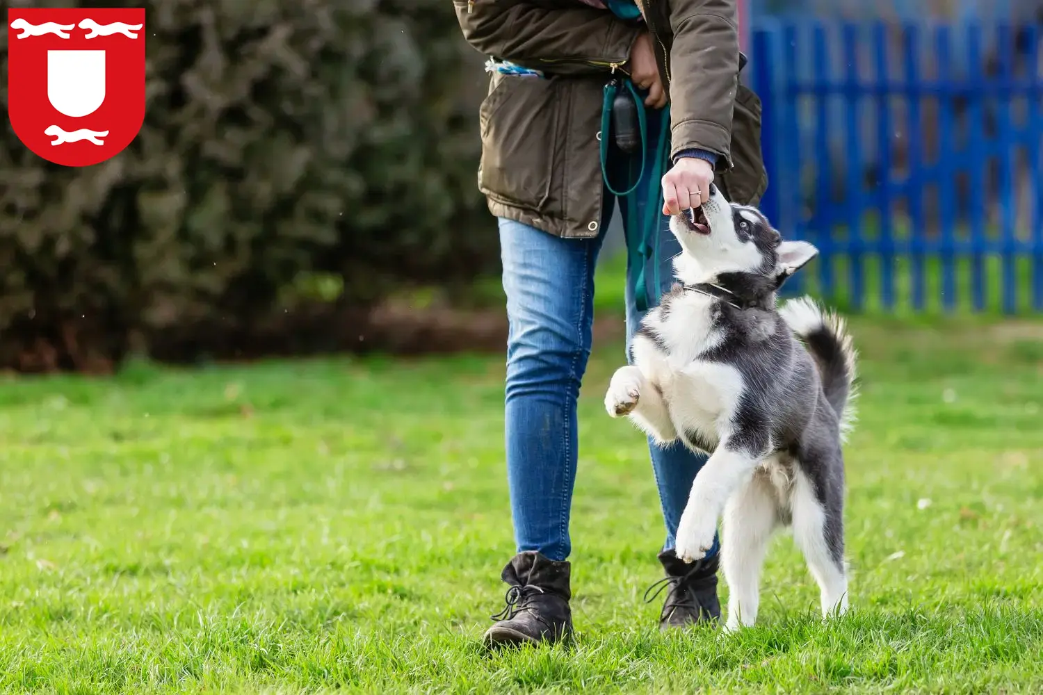 Mehr über den Artikel erfahren Husky Züchter und Welpen in Wesel