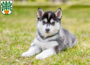 Mehr über den Artikel erfahren Husky Züchter und Welpen in Westerstede