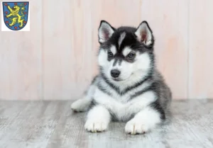 Mehr über den Artikel erfahren Husky Züchter und Welpen in Winsen (Luhe)