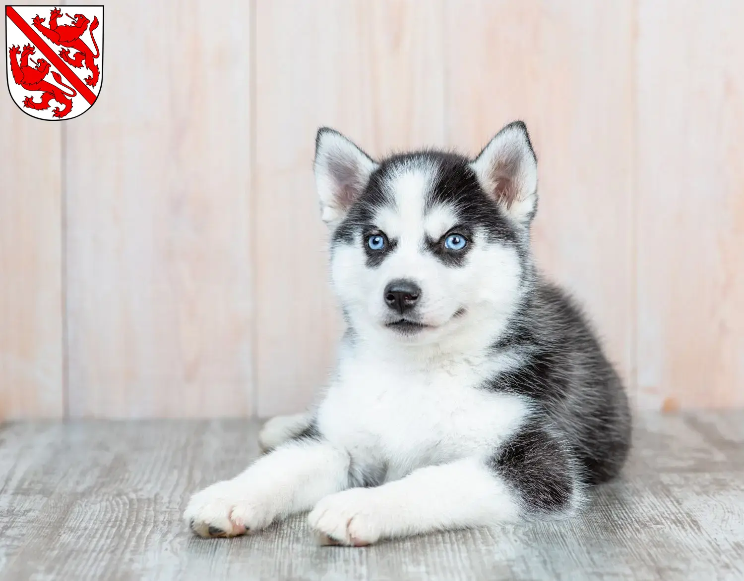 Mehr über den Artikel erfahren Husky Züchter und Welpen in Winterthur