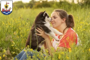 Mehr über den Artikel erfahren Husky Züchter und Welpen in Wismar