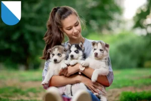 Mehr über den Artikel erfahren Husky Züchter und Welpen in Zürich