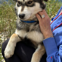 Husky in Handtaschengröße gesucht? Achtung, hier kommt Anis! (Rüde, ca. 10 Monate alt)