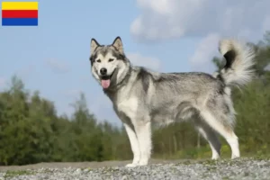 Mehr über den Artikel erfahren Husky Züchter und Welpen in Nordholland