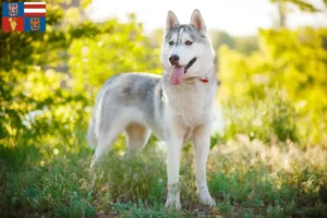 Mehr über den Artikel erfahren Husky Züchter und Welpen in Südmähren