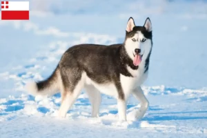 Mehr über den Artikel erfahren Husky Züchter und Welpen in Utrecht