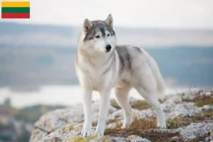 Mehr über den Artikel erfahren Husky Züchter und Welpen in Litauen