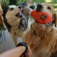 Hilferuf aus Ungarn: Golden Retriever TEDDY & Huskydame SKY