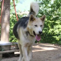 Gentle Giant Huskymix Calypso