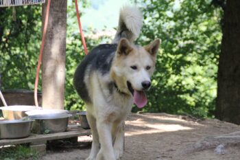 Gentle Giant Huskymix Calypso