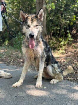 Kody - toller Malamute Rüde, 65cm, freundlich