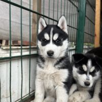 Reinrassige Husky Welpen mit Gesundheitsbescheinigung