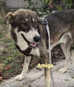 AMIGO