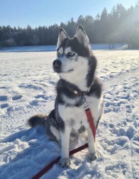 Luna Sibirischer Husky