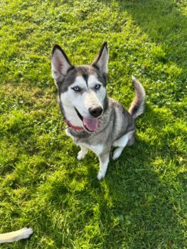 11 Samojeden- Husky- Mischlinge suchen ein Zuhause