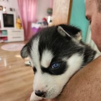 Siberian Husky Welpen