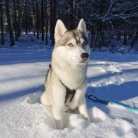 Sportliche Sib. Husky Hündin sucht Zuhause